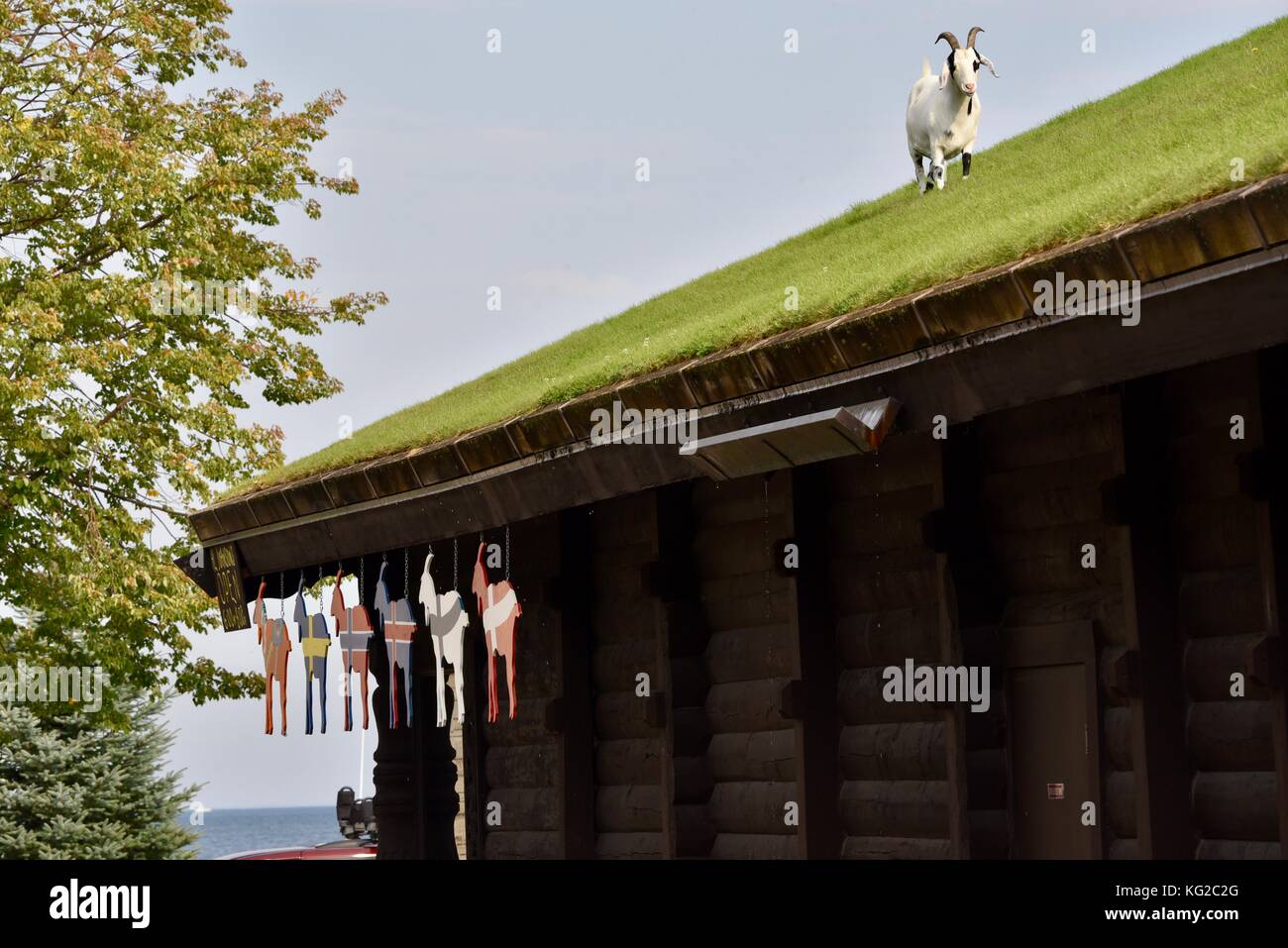 Famous Goats On The Sod Roof At Al Johnson S Swedish Restaurant In