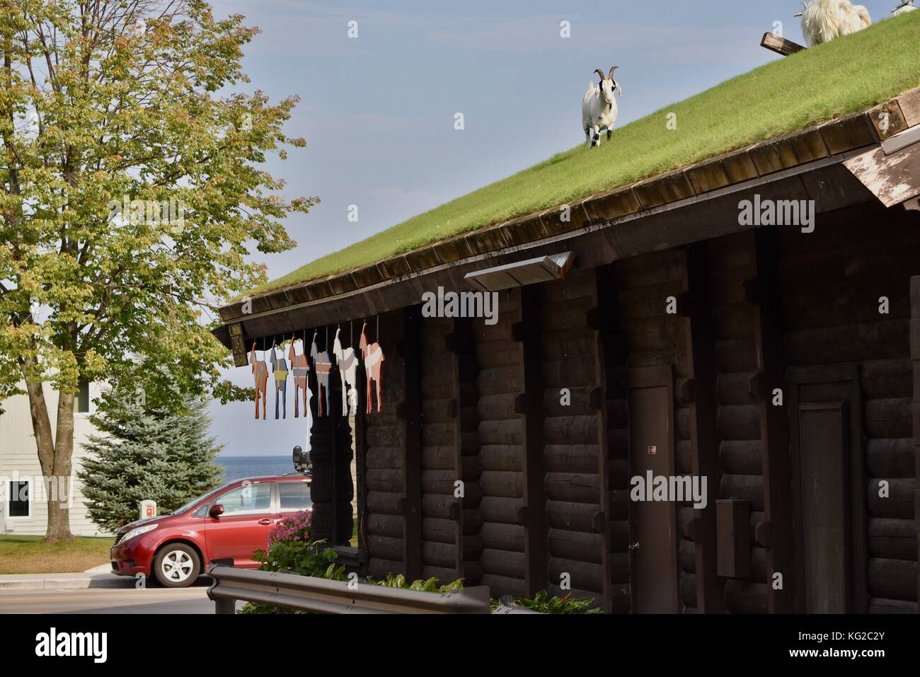Famous Goats On The Sod Roof At Al Johnson S Swedish