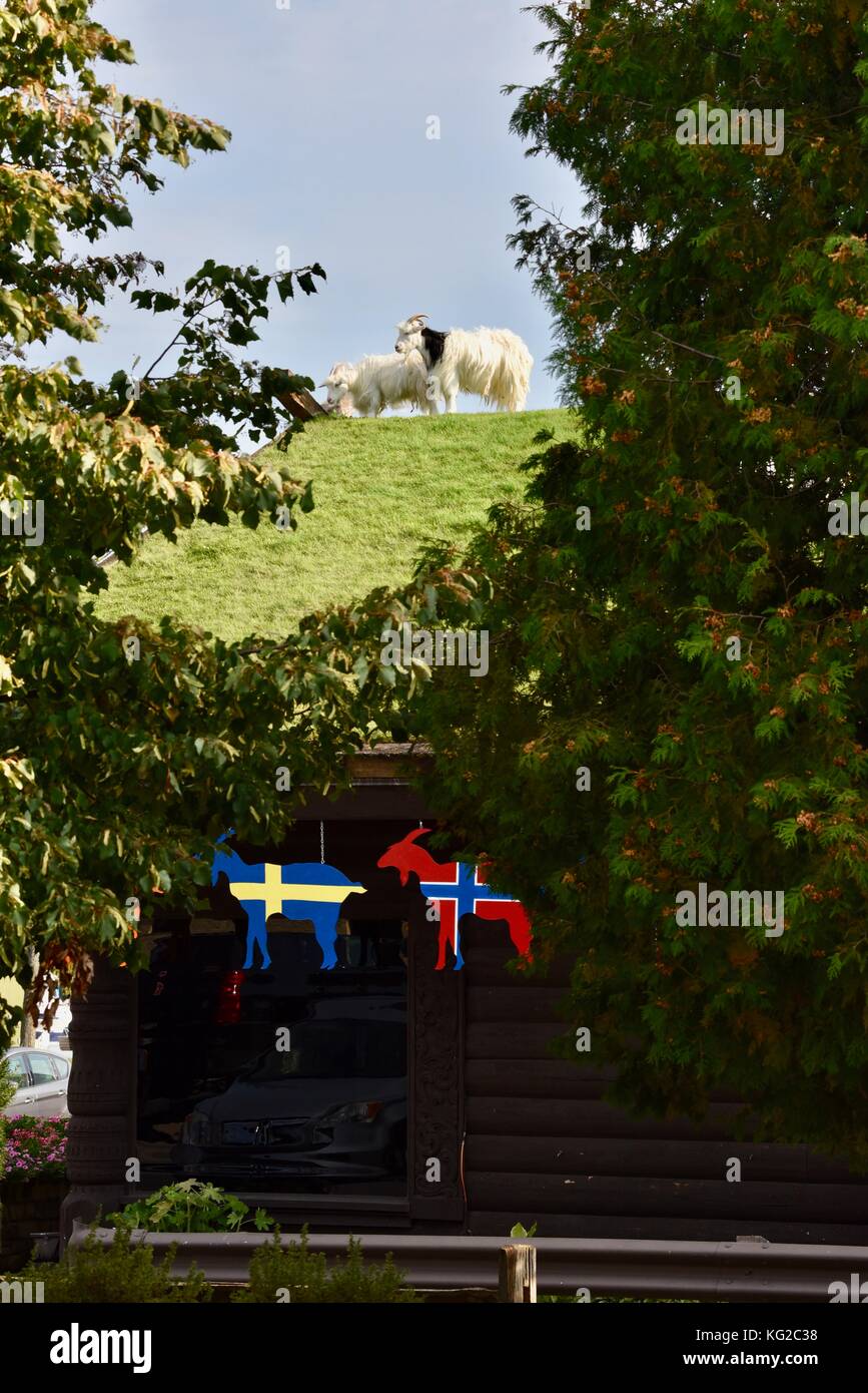 Famous Goats On The Sod Roof At Al Johnson S Swedish