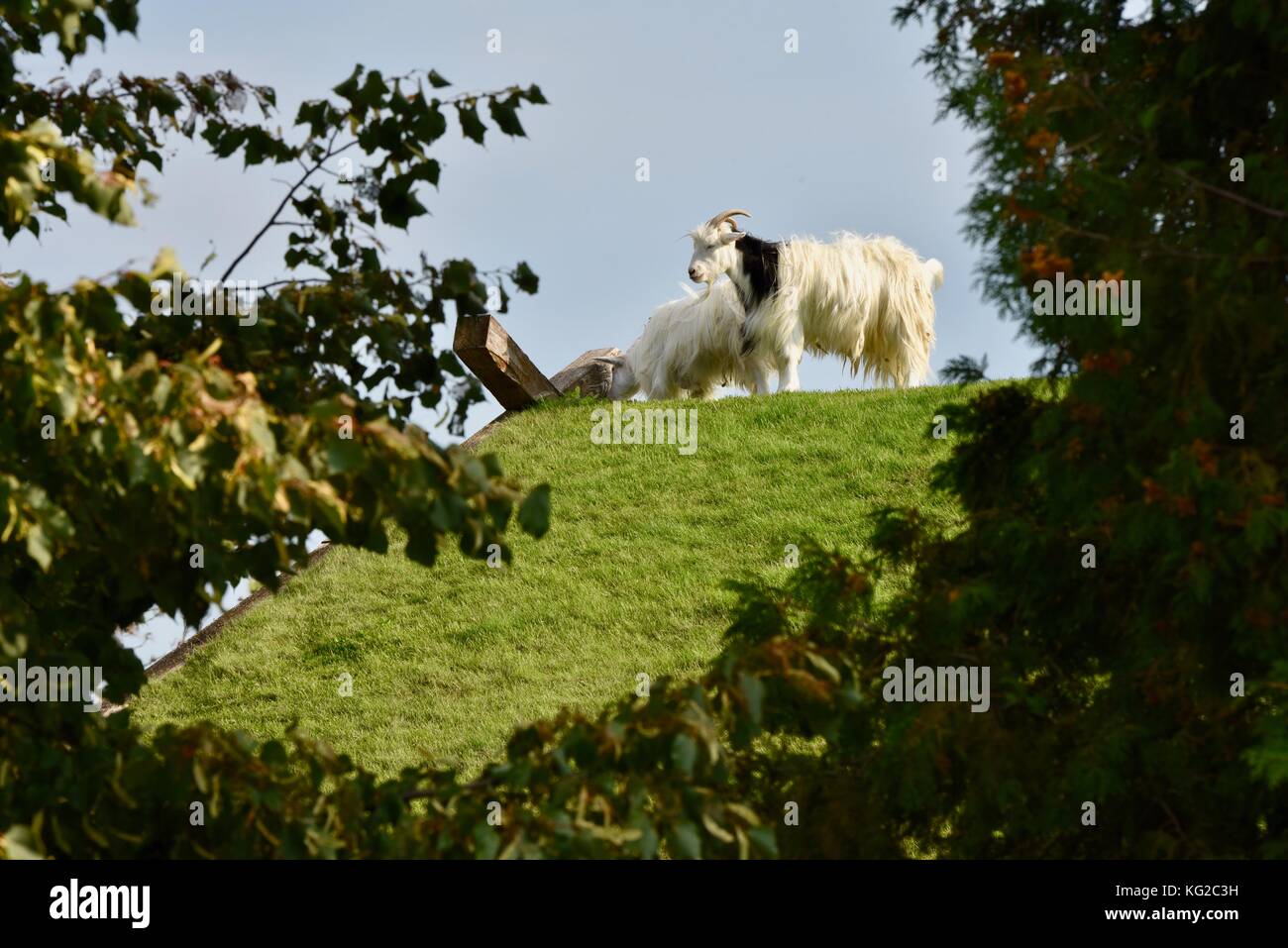 Famous Goats On The Sod Roof At Al Johnson S Swedish Restaurant In