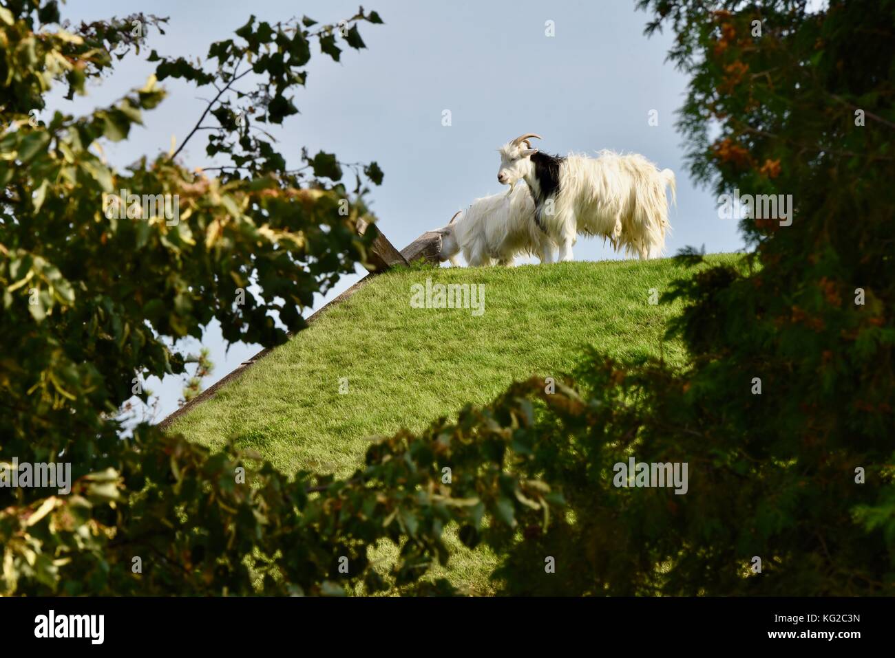 Famous Goats On The Sod Roof At Al Johnson S Swedish