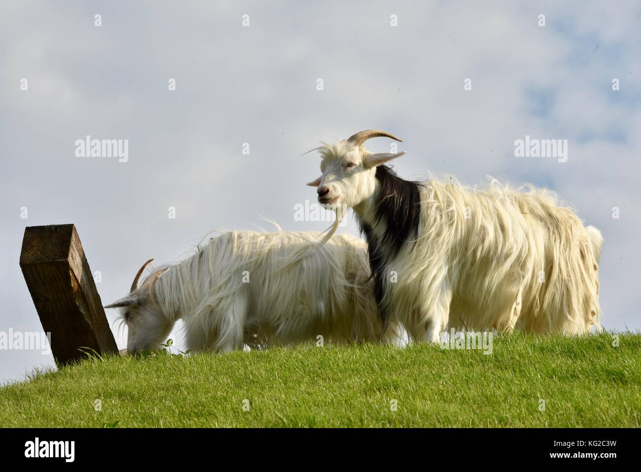 Famous Goats On The Sod Roof At Al Johnson S Swedish