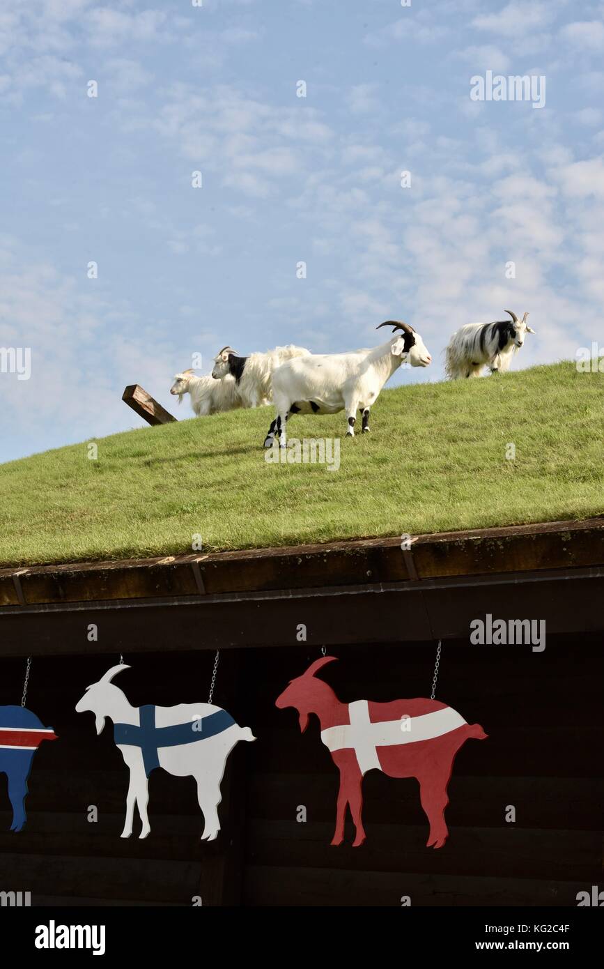 Famous Goats On The Sod Roof At Al Johnson S Swedish