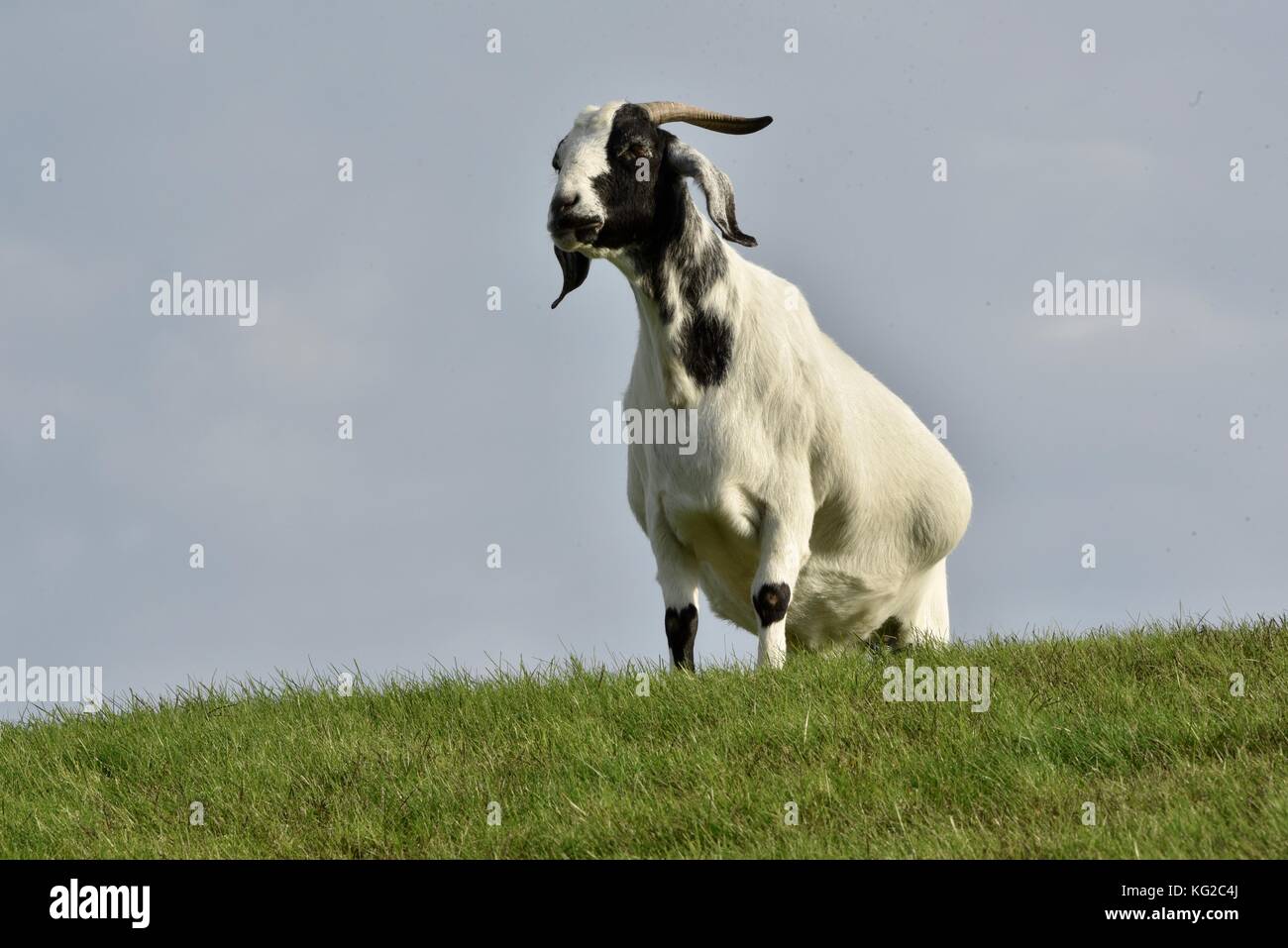 Famous Goats On The Sod Roof At Al Johnson S Swedish