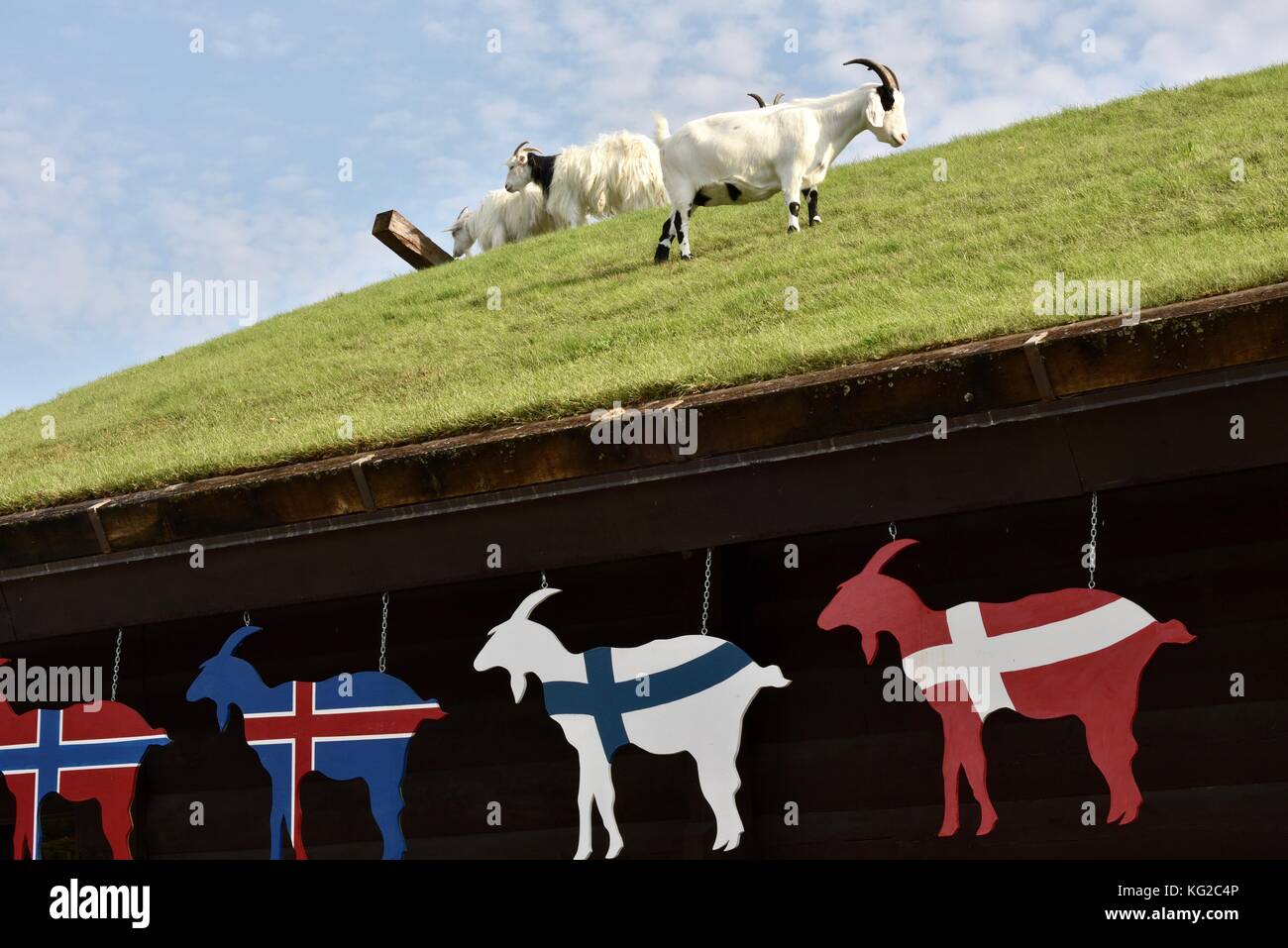 Famous goats on the sod roof at Al Johnson's Swedish Restaurant in the Door  County community of Sister Bay, Wisconsin, USA Stock Photo - Alamy