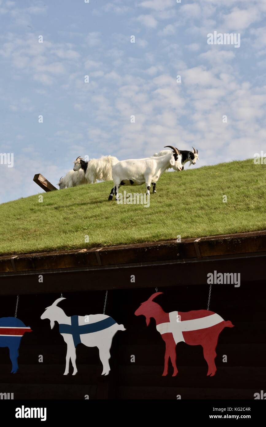 Famous Goats On The Sod Roof At Al Johnson S Swedish Restaurant In