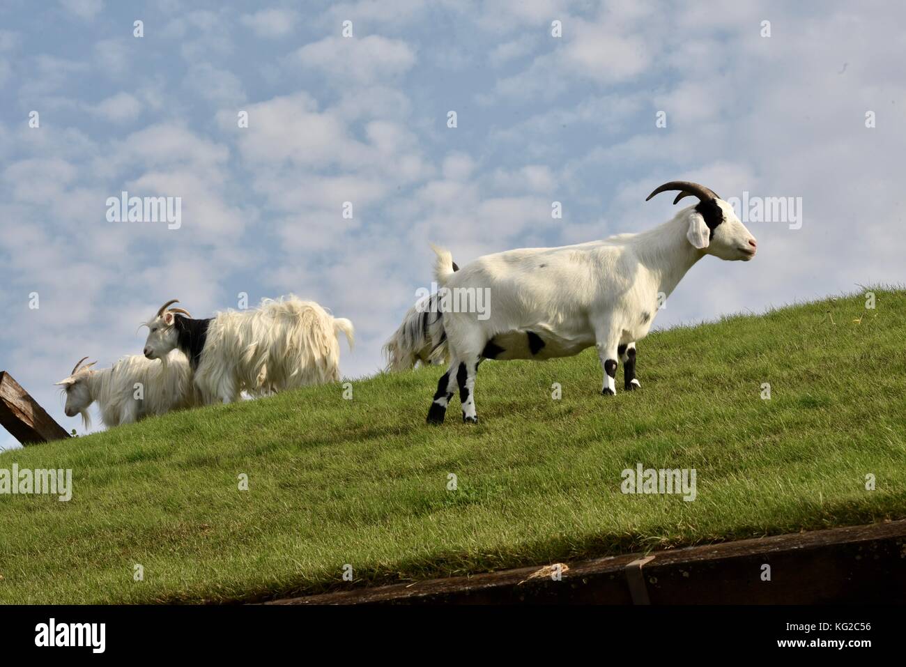 Famous Goats On The Sod Roof At Al Johnson S Swedish Restaurant In