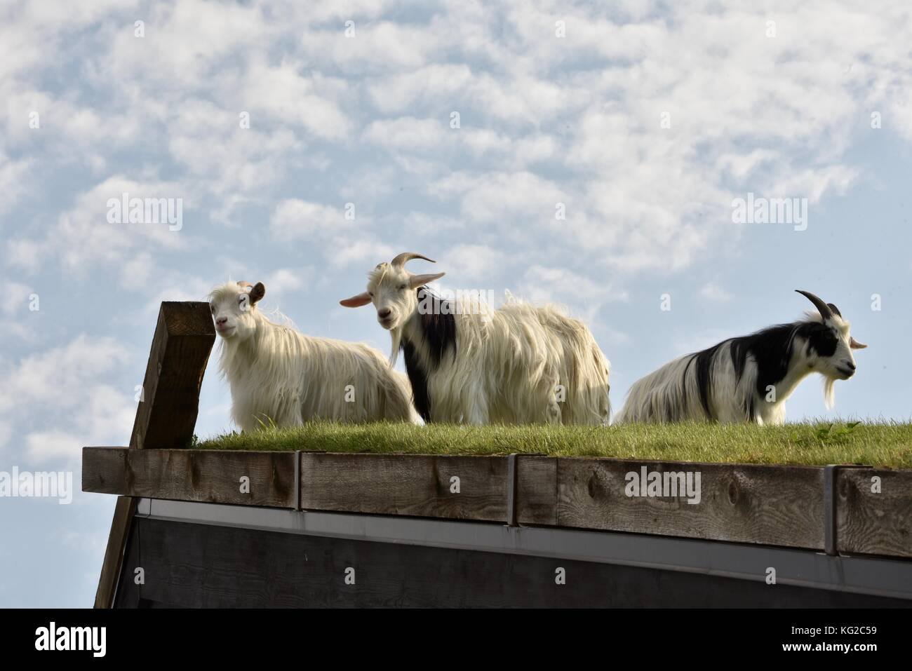 Famous Goats On The Sod Roof At Al Johnson S Swedish