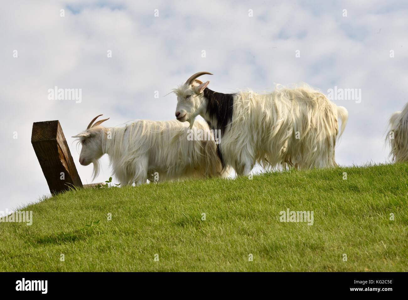 Famous Goats On The Sod Roof At Al Johnson S Swedish Restaurant In