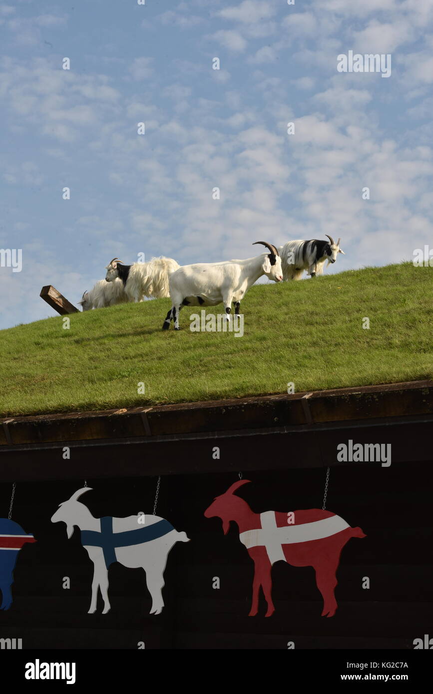 Famous Goats On The Sod Roof At Al Johnson S Swedish