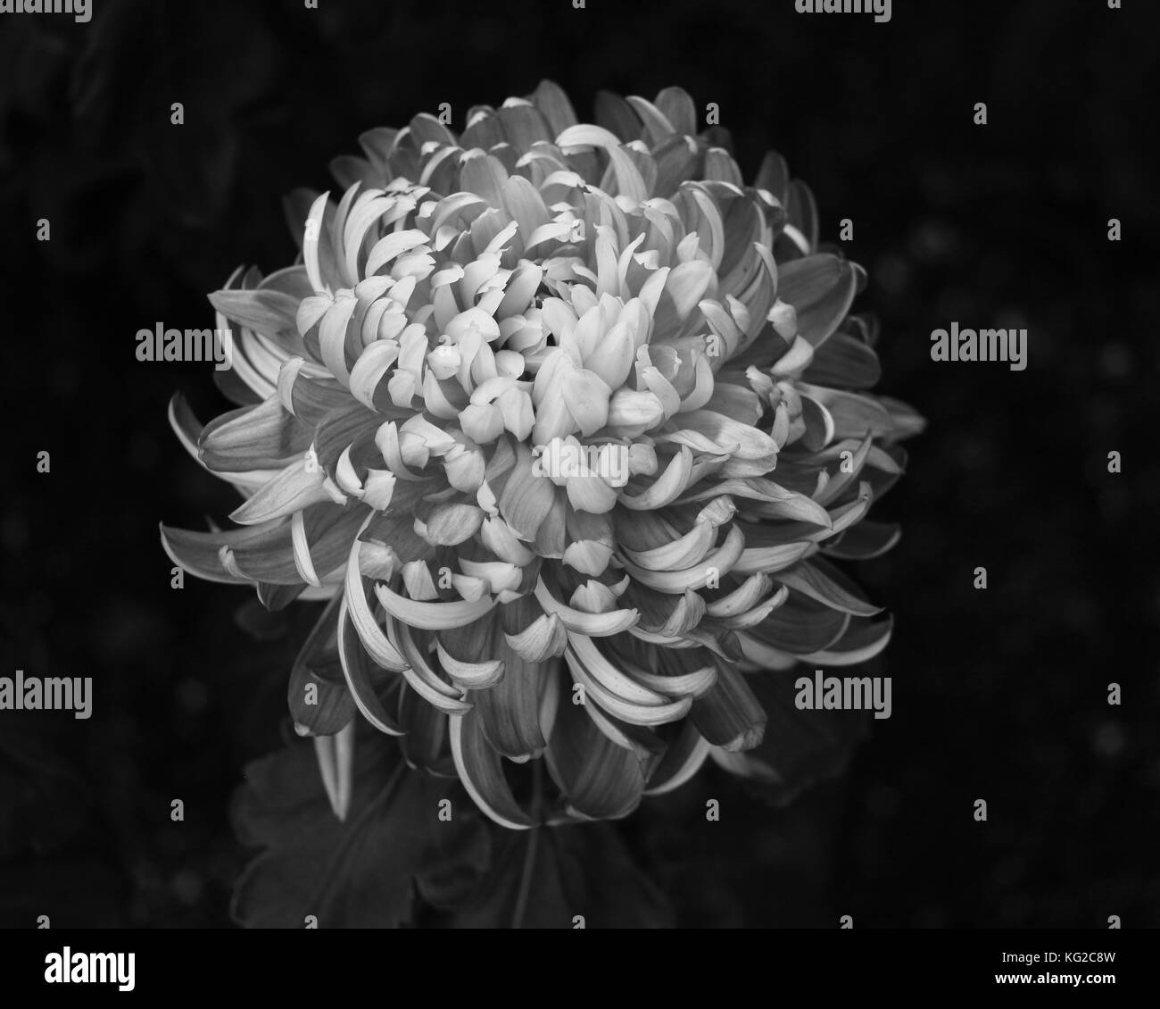The black background of this singular chrysanthemum close up specimen, creates a striking contrast to the soft black and white petals in mid-bloom Stock Photo