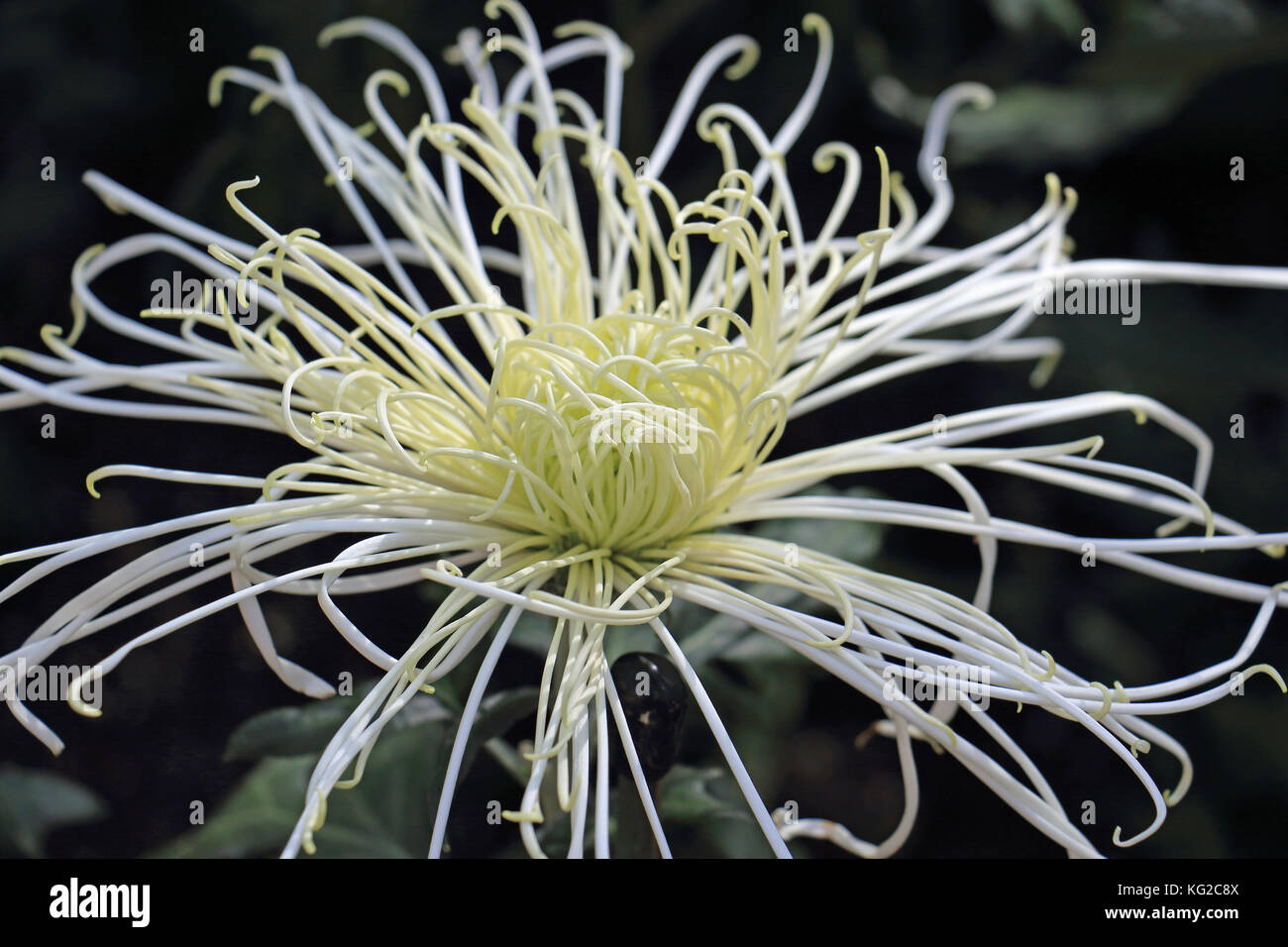 This interesting chrysanthemum (spider mum) spreads out its tangled thin and twisted petals Stock Photo