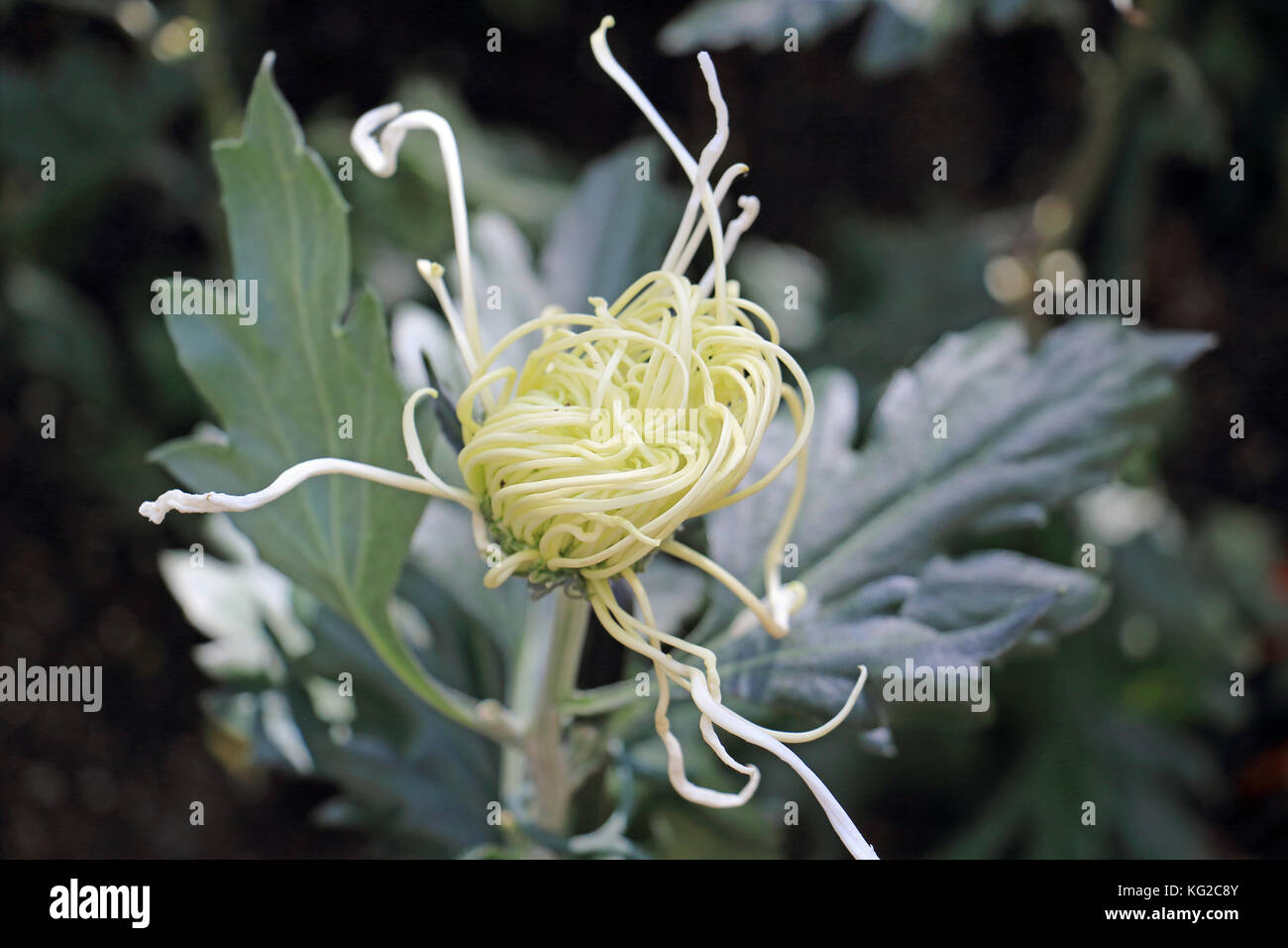 The thin, tangled petals of this white spider mum close to opening into full bloom Stock Photo