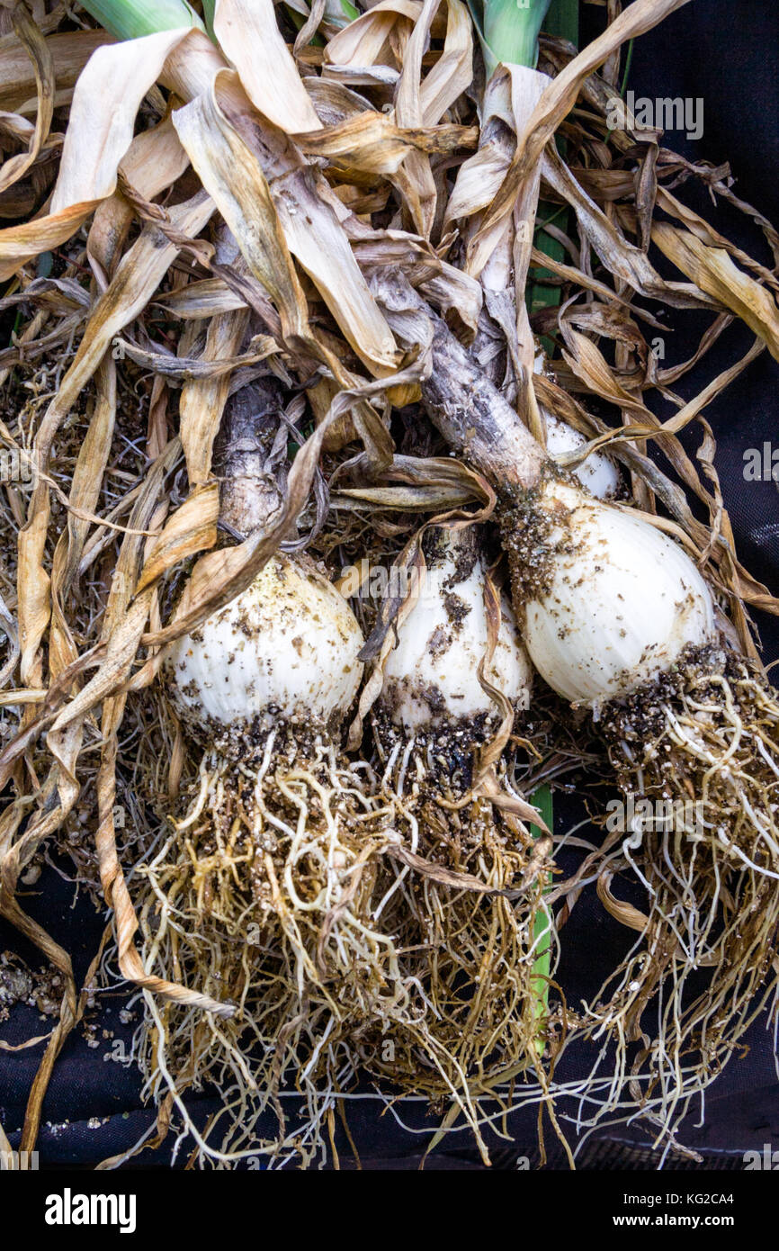 Freshly harvested Shilla garlic Stock Photo