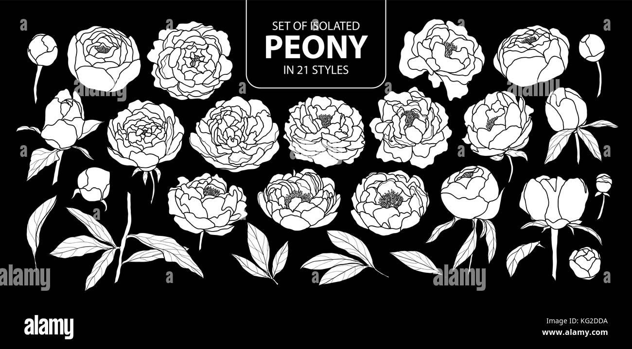 Set of isolated white silhouette peony in 21 styles. Cute hand drawn flower vector illustration in white plane and no outline on black background. Stock Vector