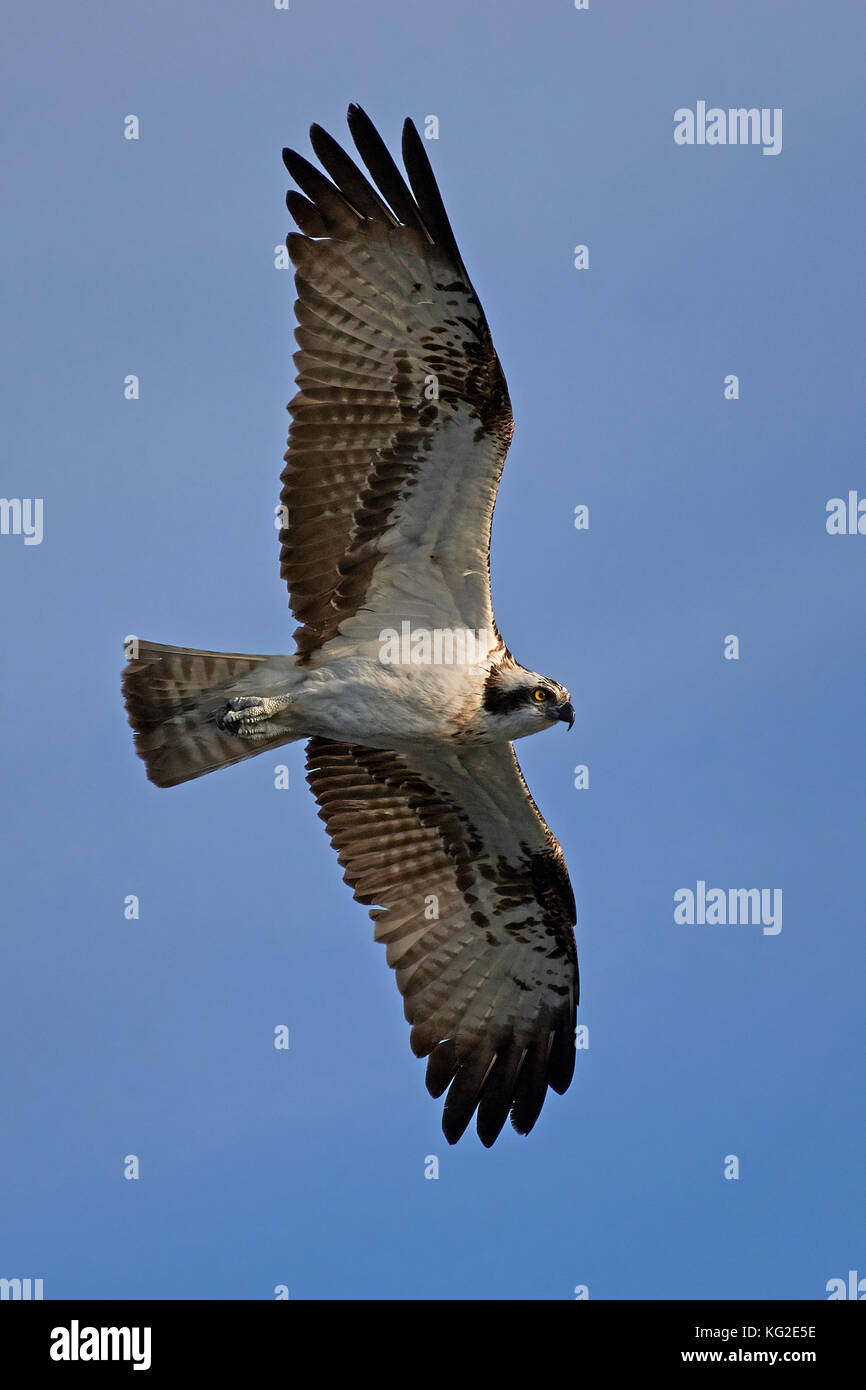 Osprey in flight with blue skies in the background Stock Photo - Alamy