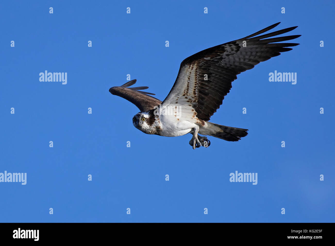 Osprey in flight with blue skies in the background Stock Photo - Alamy