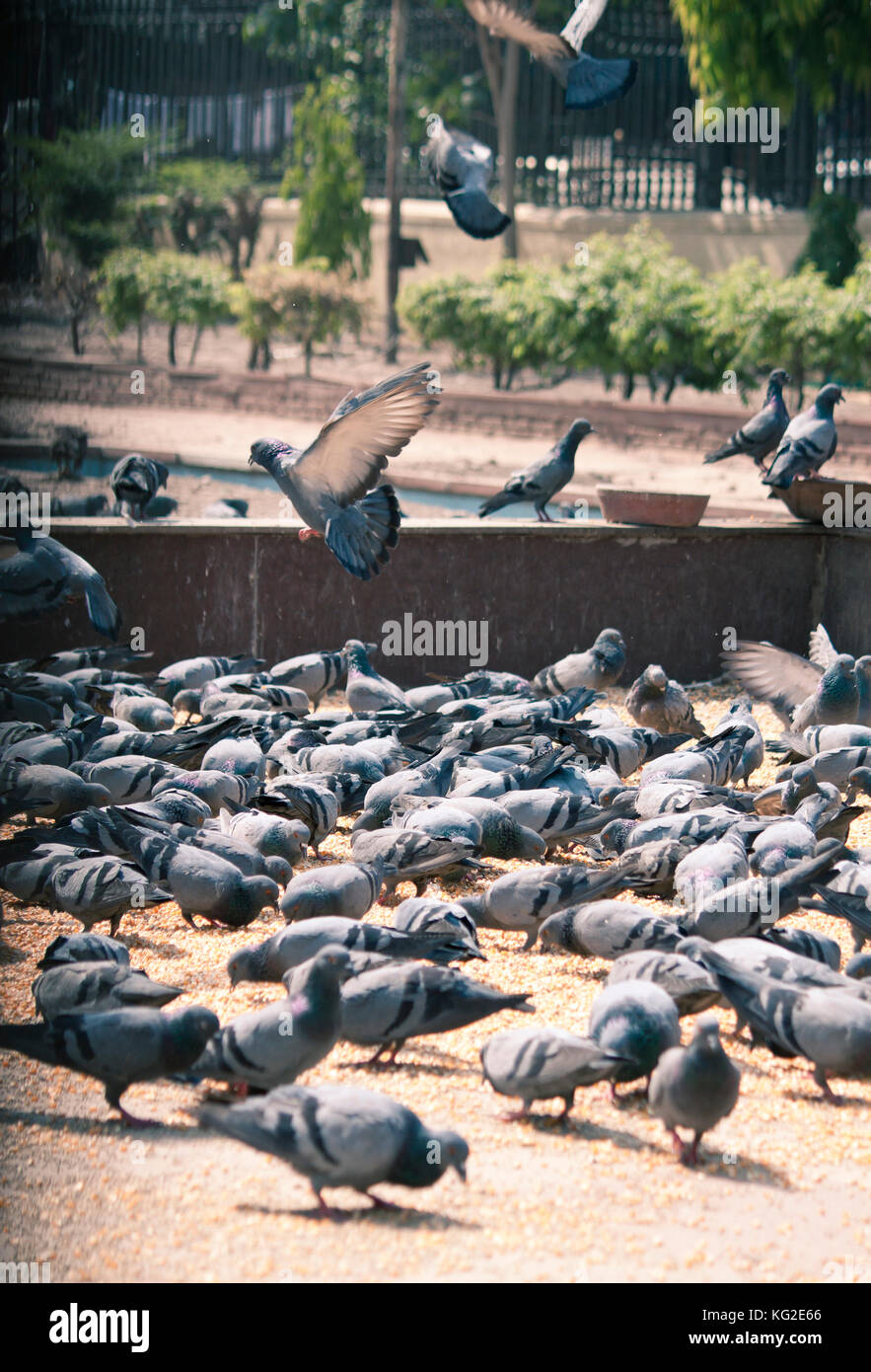 Pigeons feeding in a city square Stock Photo Biology Diagrams