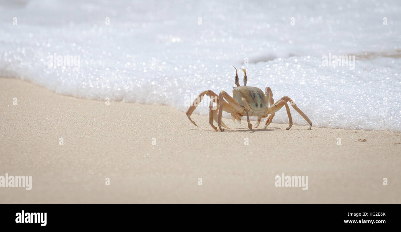 Ghost crabs Stock Photo