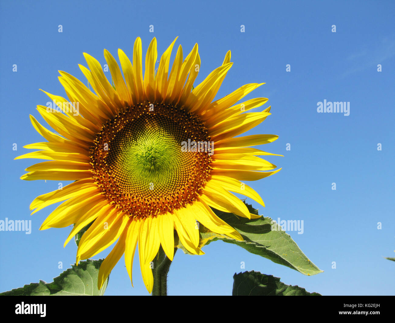 Sunflower field in Tuscany, Italy Stock Photo - Alamy