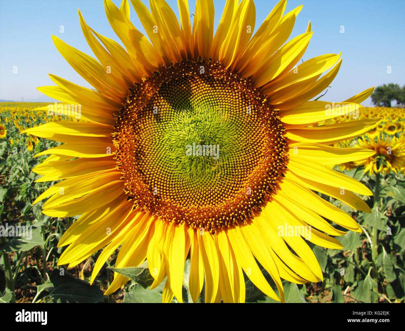 Sunflower field in Tuscany, Italy Stock Photo - Alamy