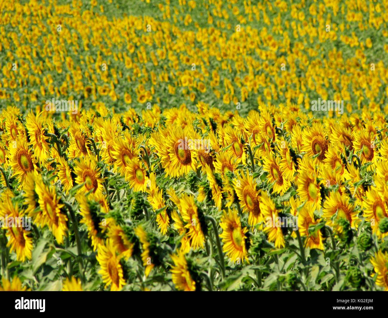 Sunflower field in Tuscany, Italy Stock Photo - Alamy