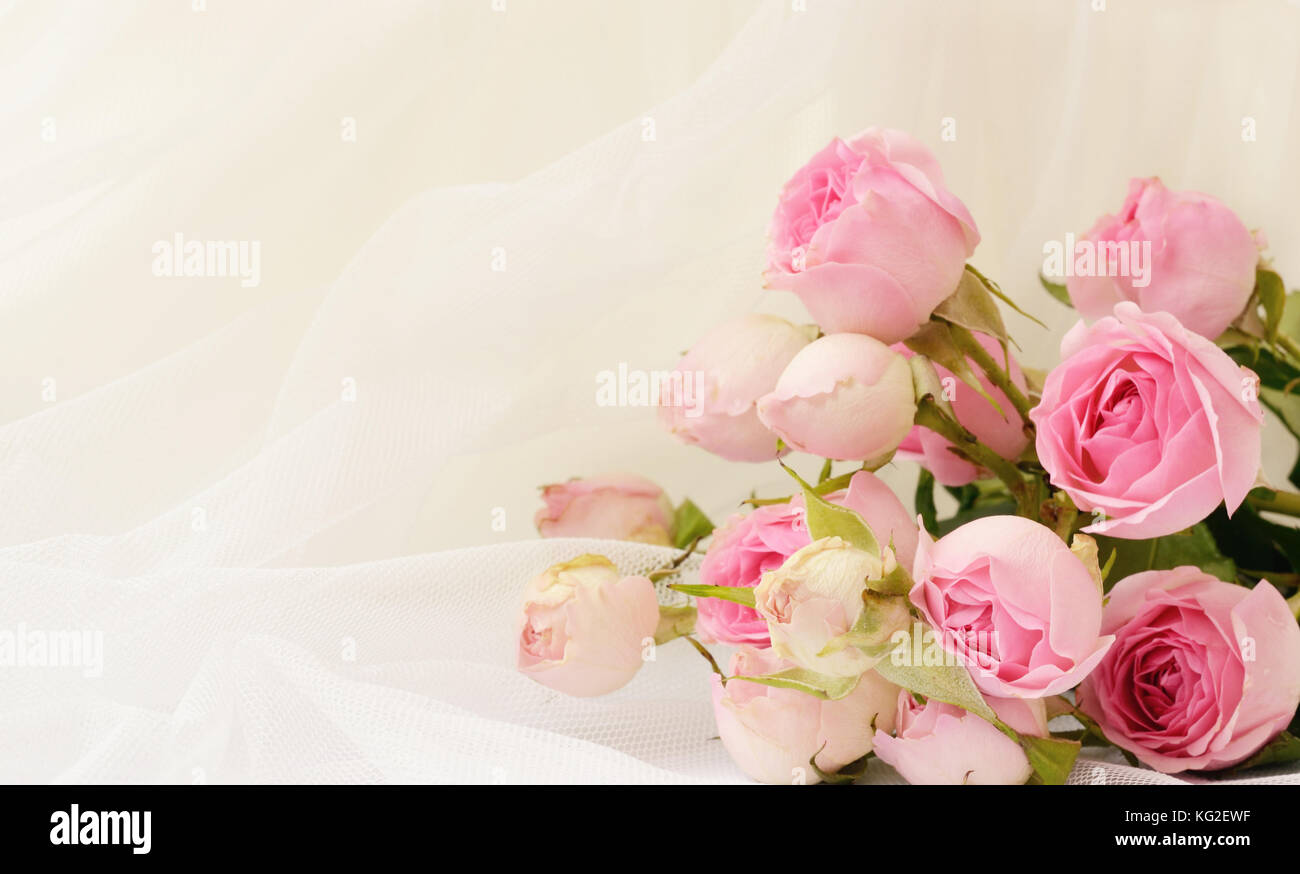 Pink rose flowers on white folded tulle background Stock Photo