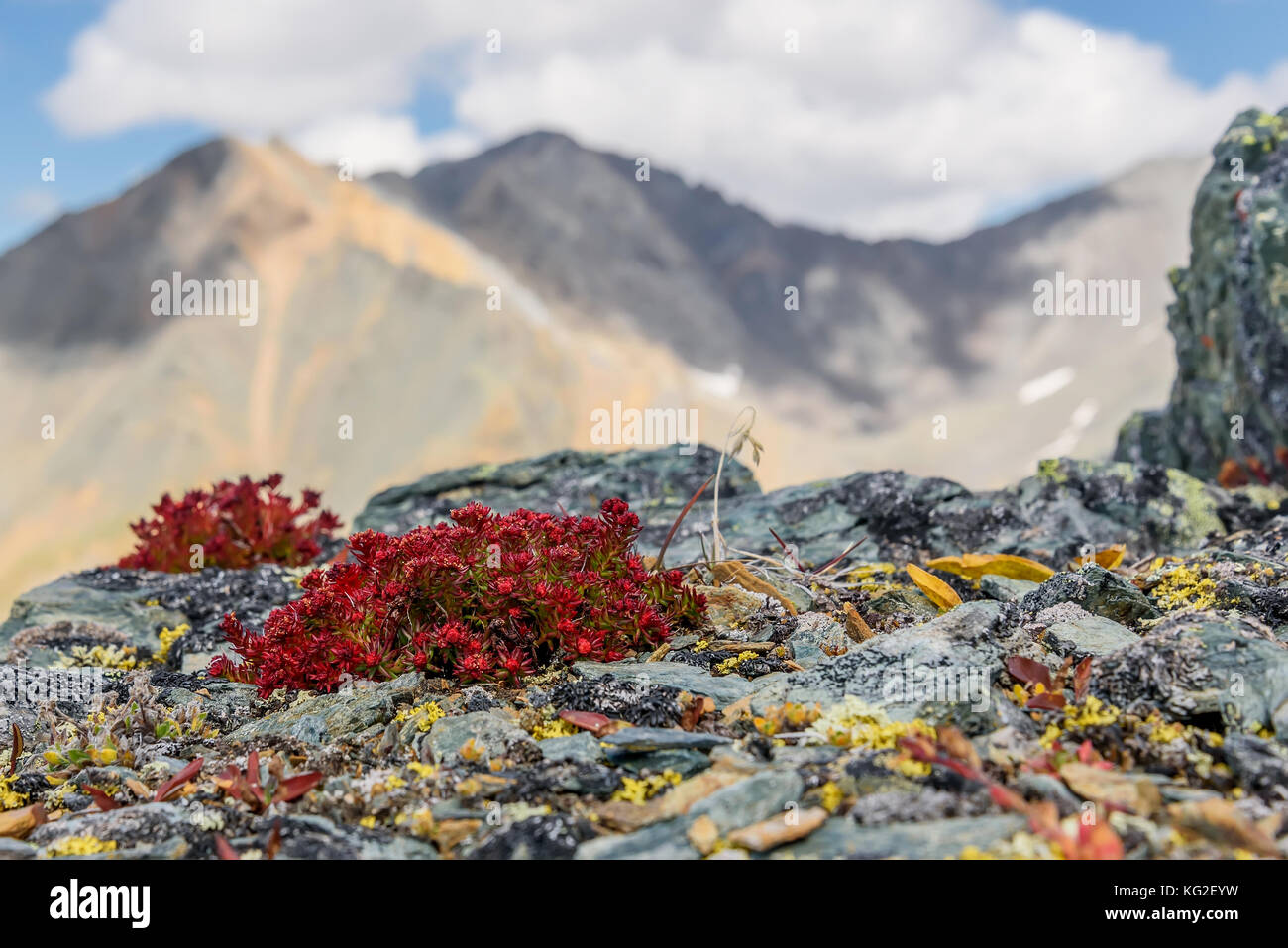 Beautiful floral background with red exotic flowers Rhodiola quadrifida closeup on the rocks on the background of blue sky and clouds in the mountains Stock Photo