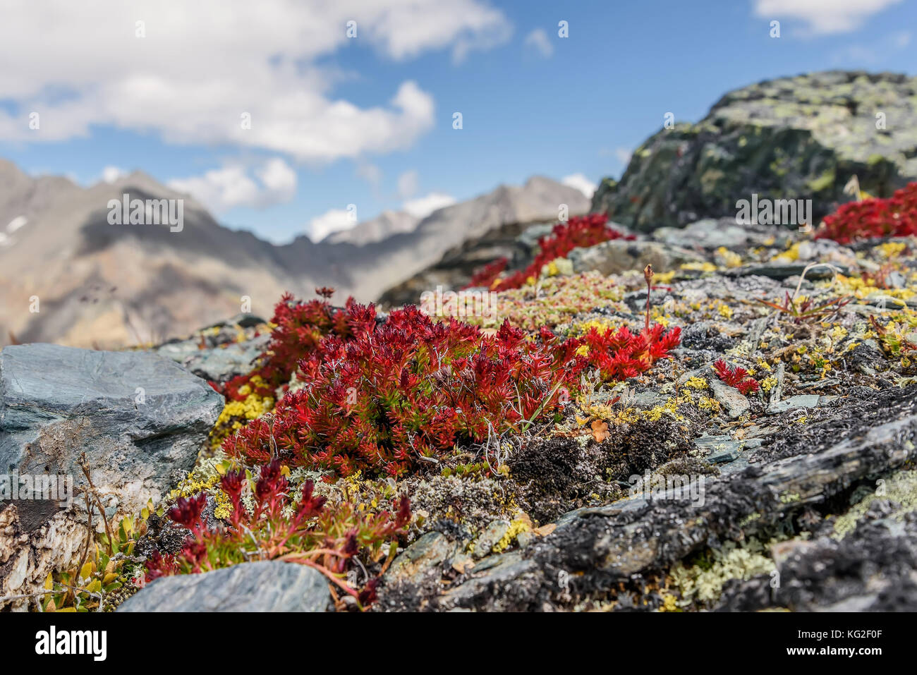 Beautiful floral background with red exotic flowers Rhodiola quadrifida closeup on the rocks on the background of blue sky and clouds in the mountains Stock Photo