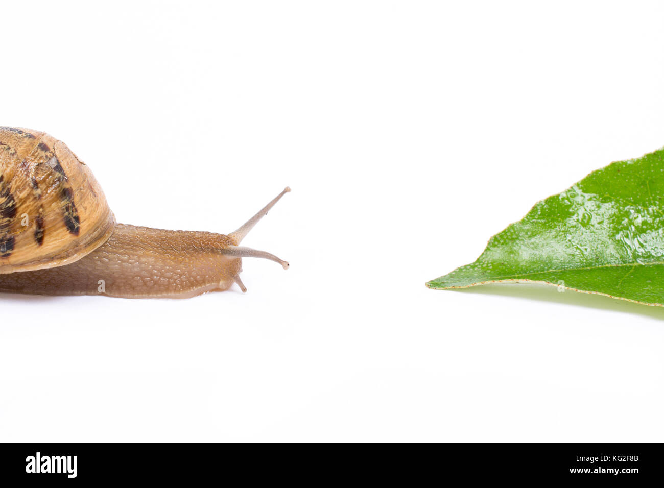 Snail on green leaf, isolated in white background Stock Photo - Alamy