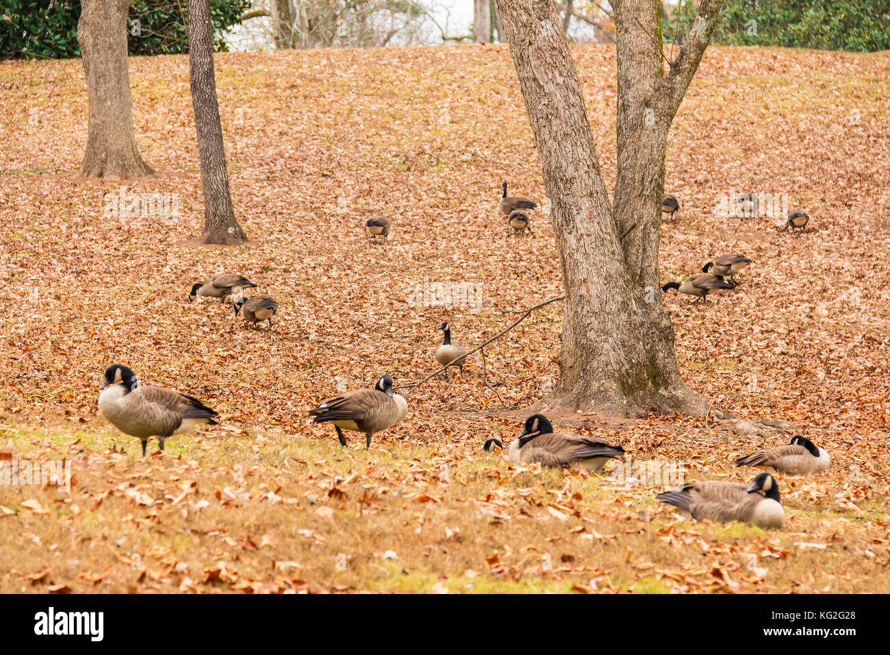 Lullwater park atlanta hi-res stock photography and images - Alamy