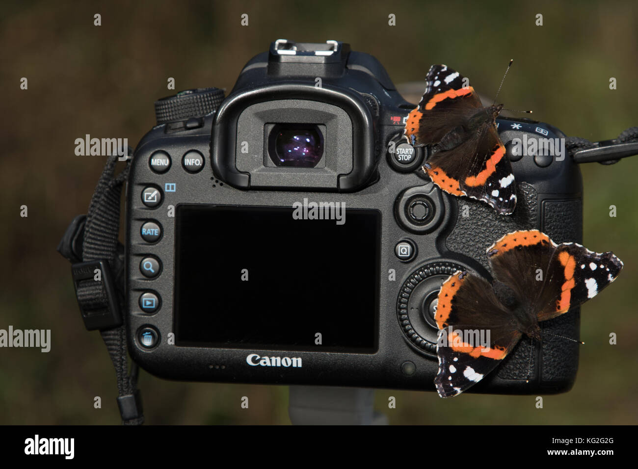 Canon 7D II camera and Red Admiral butterflies Stock Photo