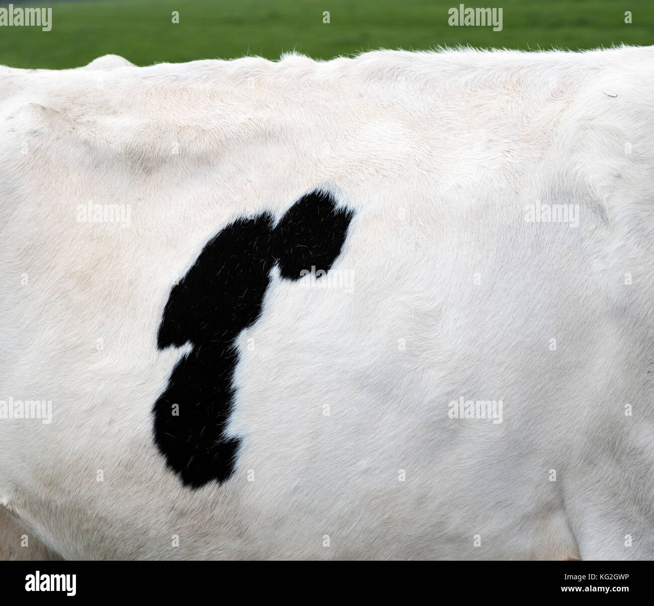 black spot on hide of white cow Stock Photo