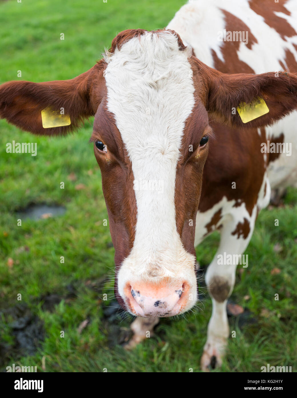 head of red and white cow in green meadow Stock Photo