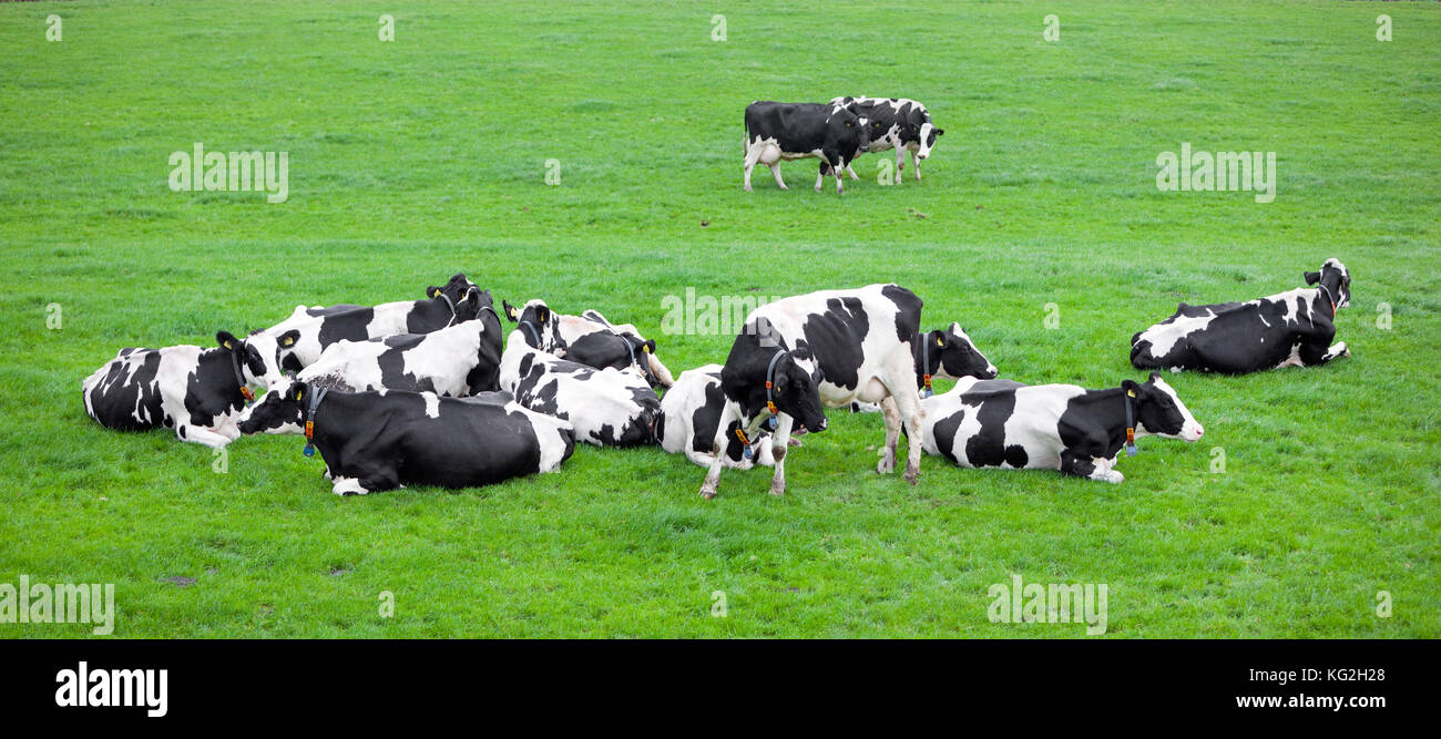 black and white cows in dutch green grassy meadow Stock Photo - Alamy