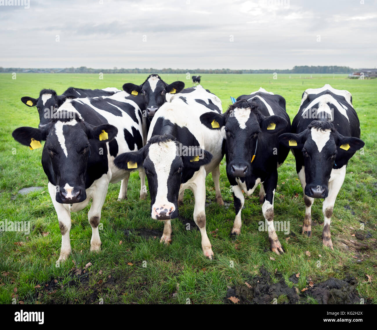curious black and white cows in dutch meadow Stock Photo - Alamy