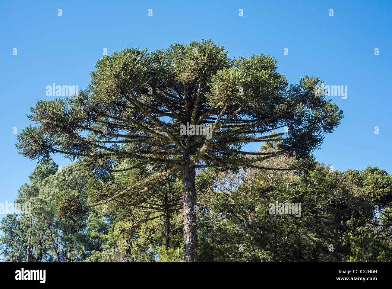 Crown of an Araucaria pine (Araucaria angustifolia), Gramado Stock Photo