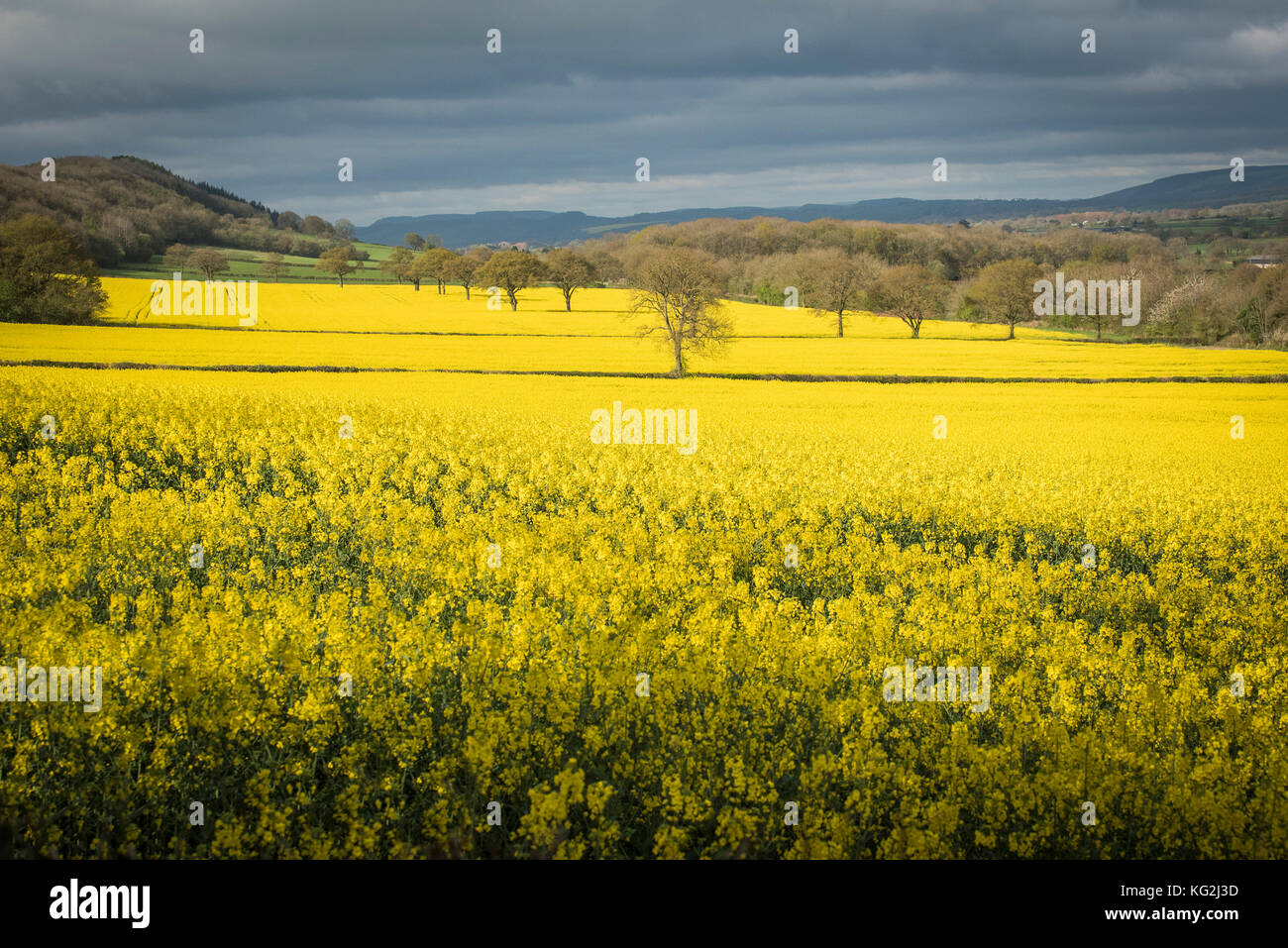 Bright yellow field with a dark sky Stock Photo Alamy