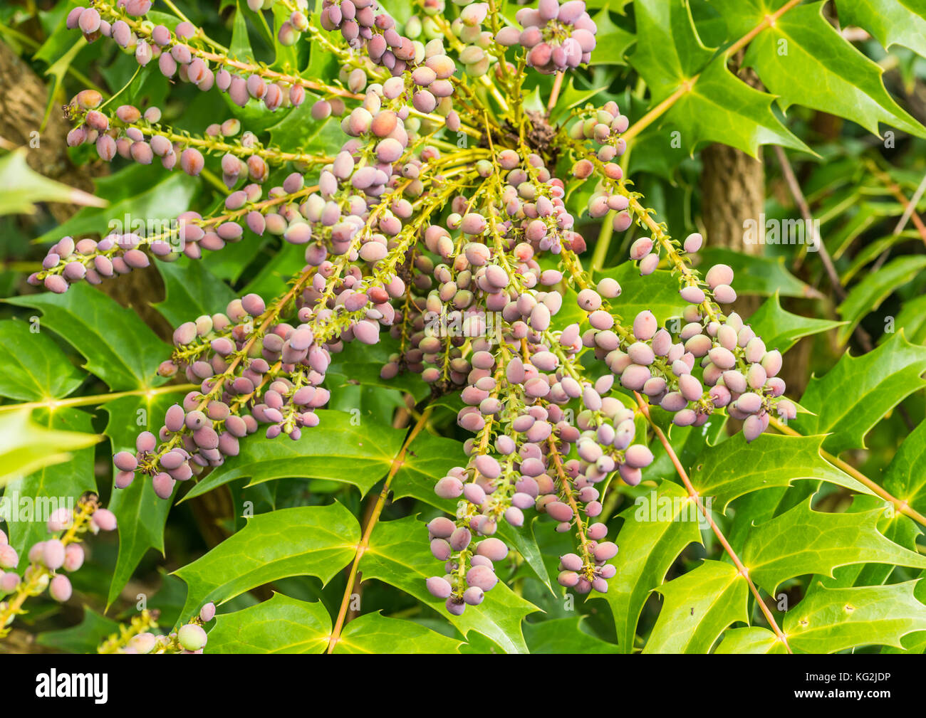A Shot Of Some Mahonia Japonica Bush Berries Stock Photo Alamy a-shot-of-some-mahonia-japonica-bush-berries-stock-photo-alamy