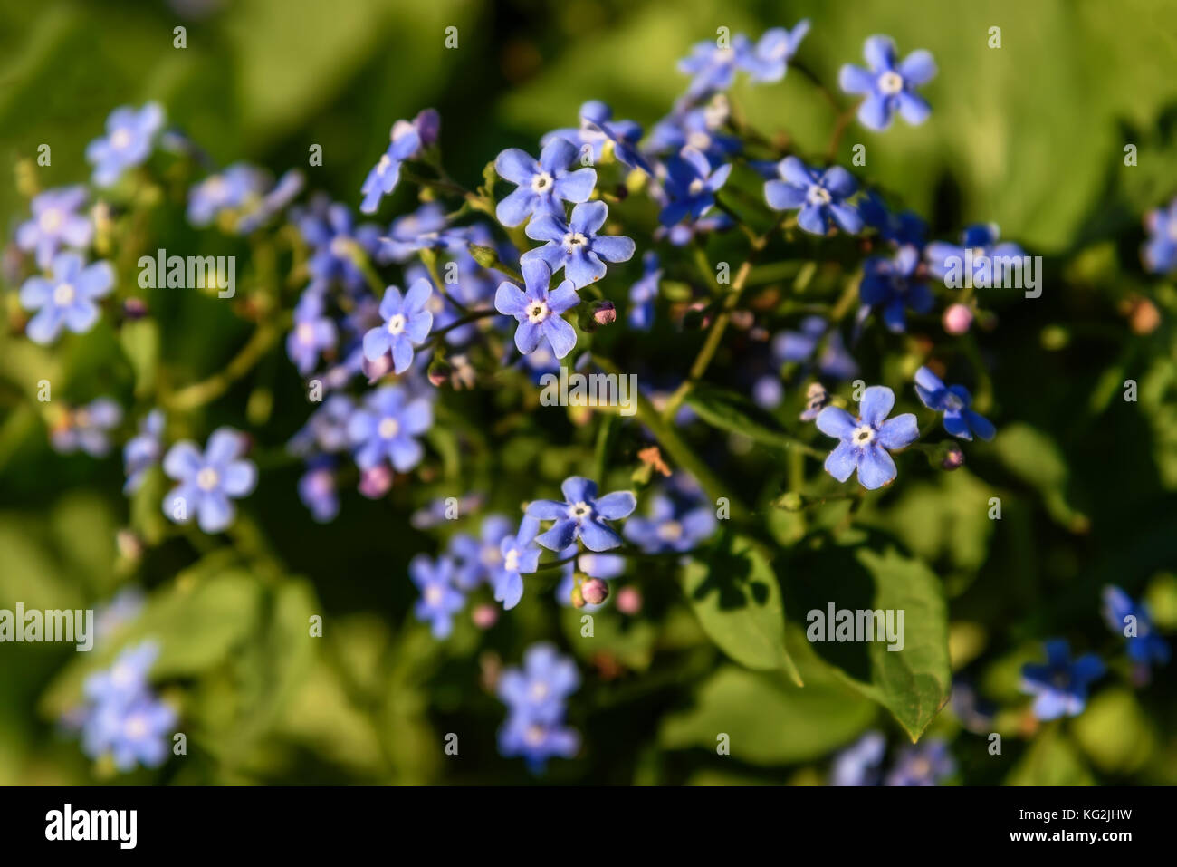 Beautiful delicate floral background with blue flowers