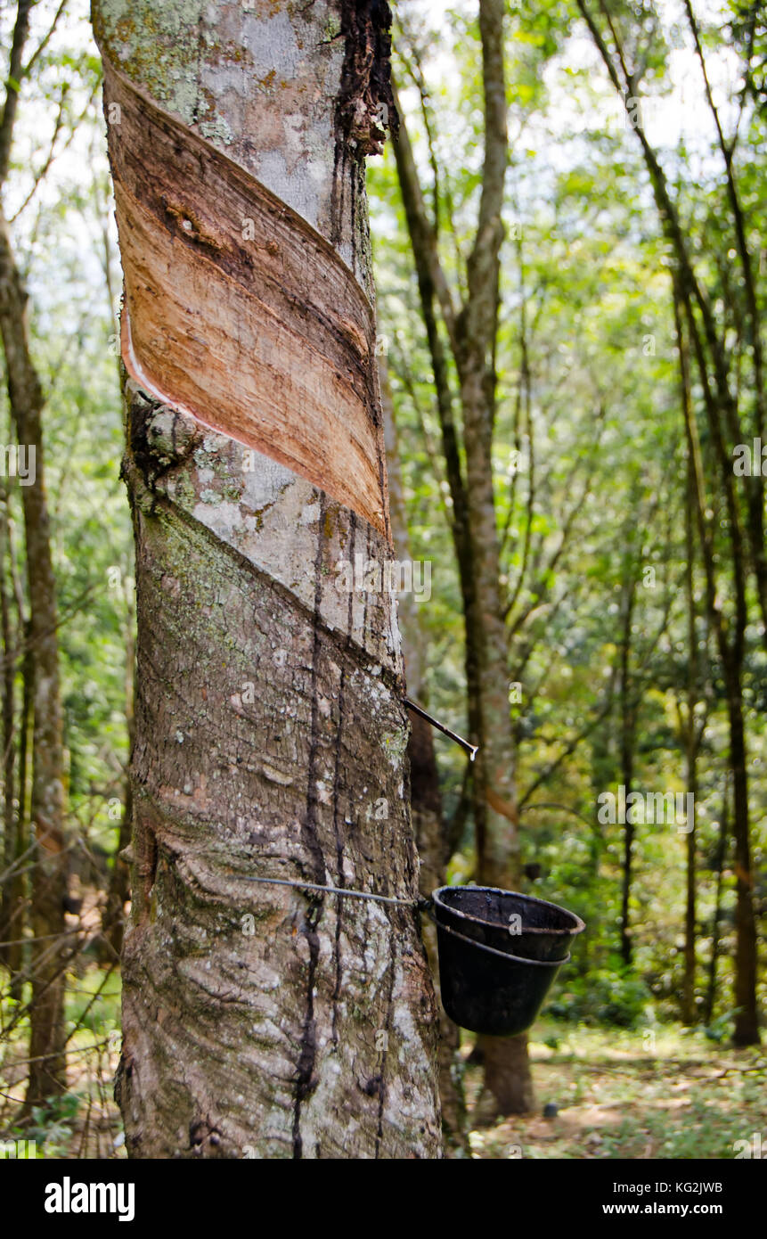Tapped Rubber Tree, Malaysia Tapping latex from a rubber tree Stock