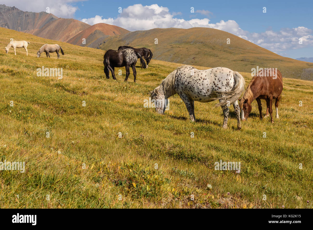 Scenic view with horses grazing in a meadow on the slope of the ...