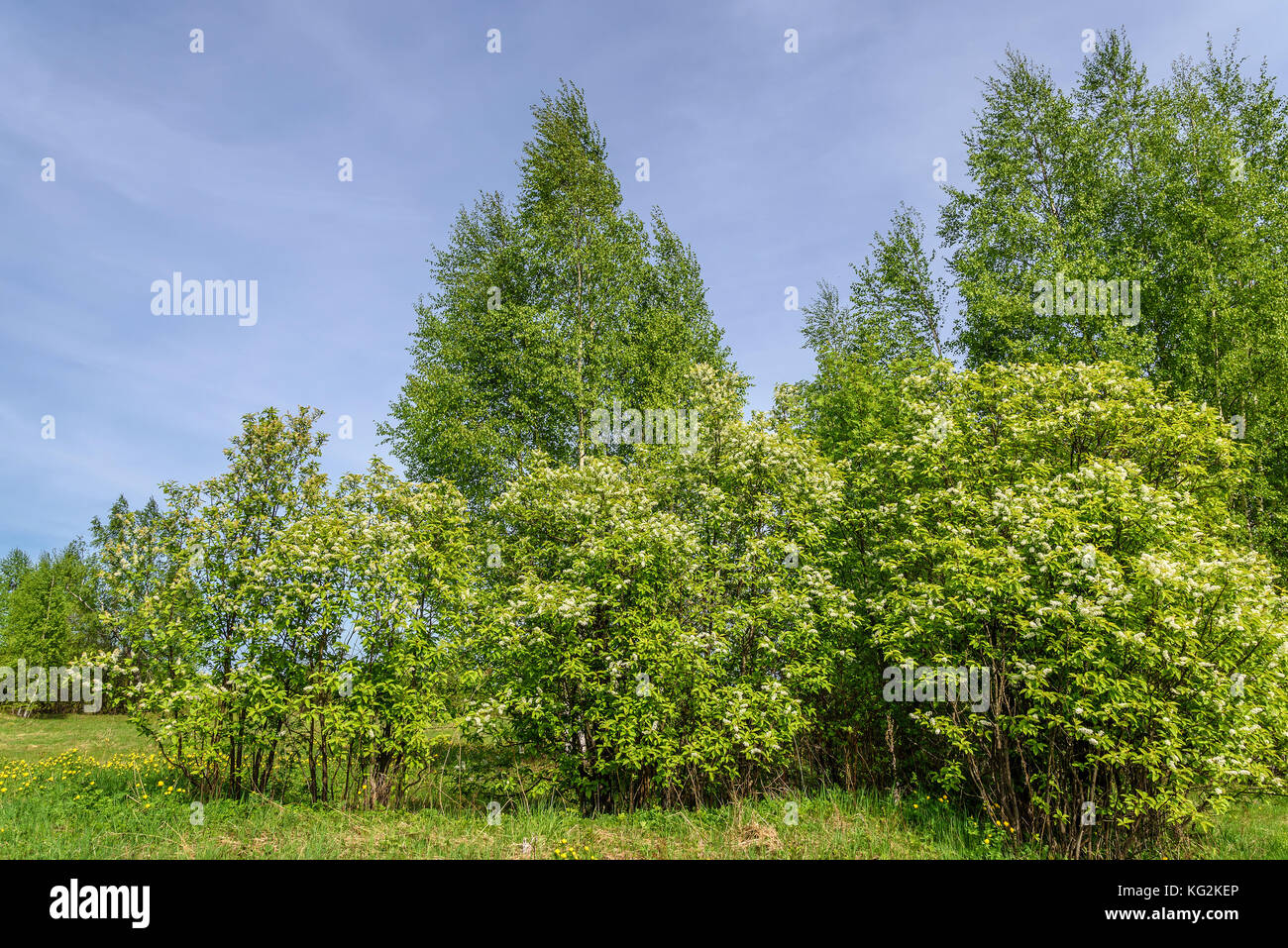 A beautiful natural background with bird-cherry tree with white flowers, birches with green foliage and yellow wildflowers in a grove in spring Stock Photo