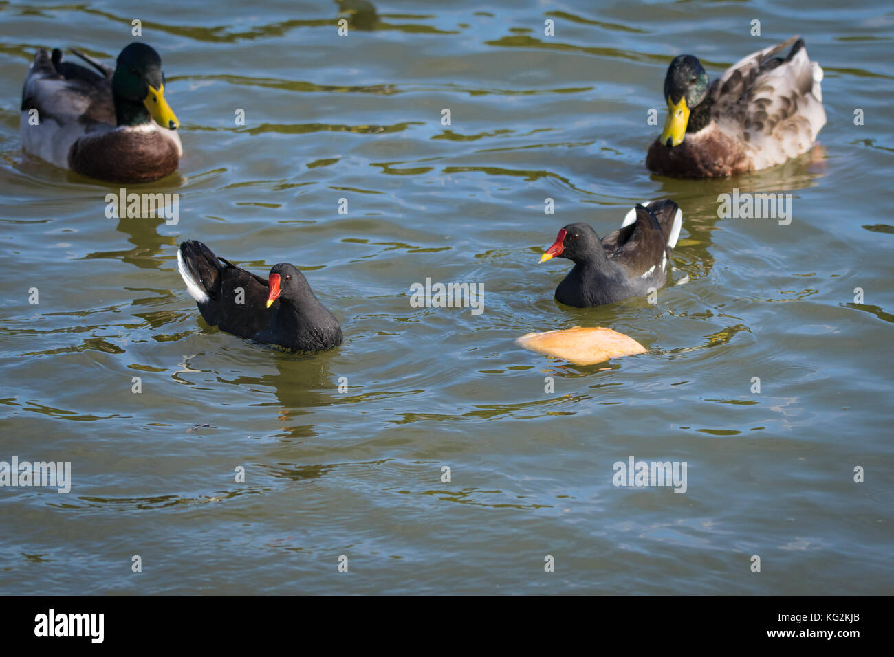 Feeding bread to the ducks as moorhen ducks fight over a slice of bread