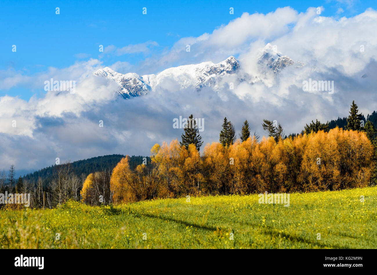 Snow covered Rocky Mountains and Fall colour, Columbia Valley, British Columbia, ,Canada. Stock Photo