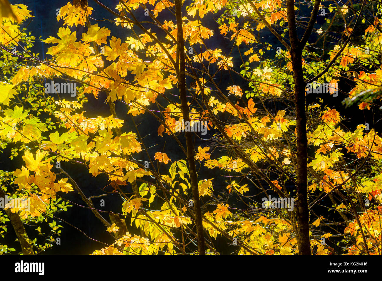 Fall colour of big leaf maple, British Columbia, Canada Stock Photo