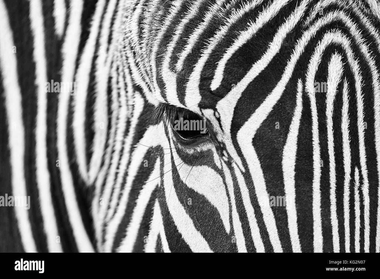 Close-up of the eye of a zebra with hair detail and patterns in black and white Stock Photo