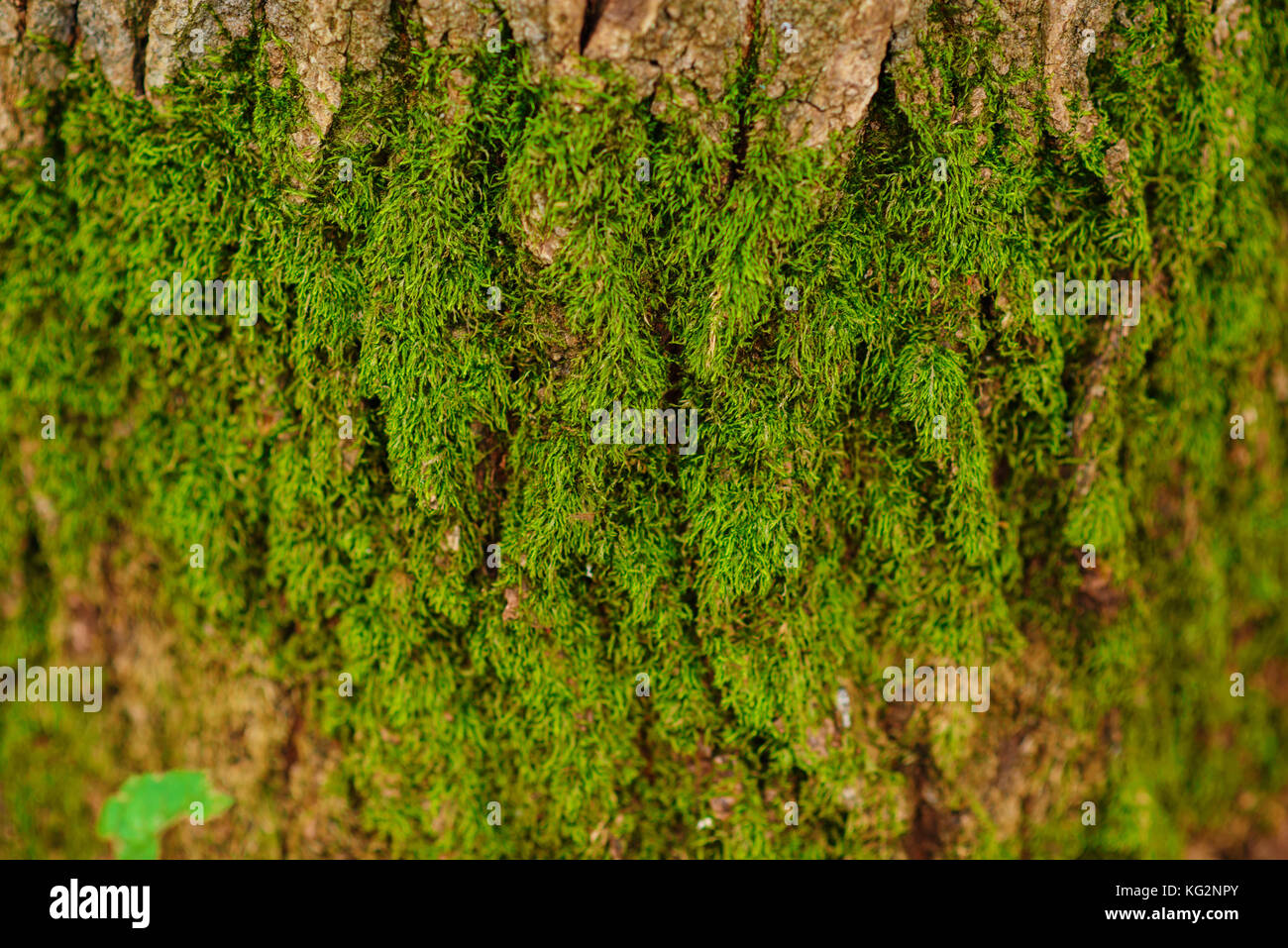 Close up texture of an old wood bark with green moss Stock Photo - Alamy
