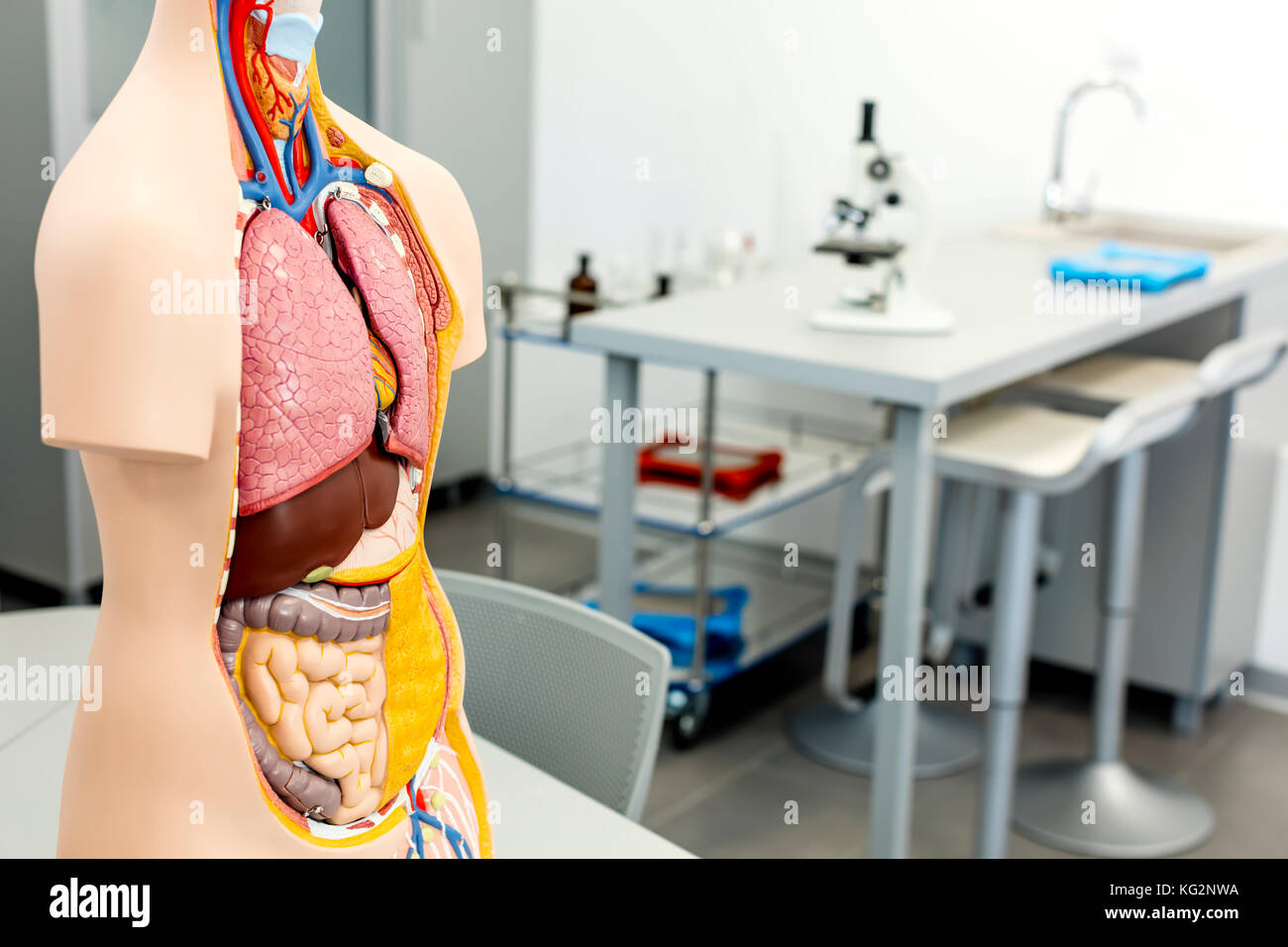 Science laboratory, with focus on human body anatomy model Stock Photo
