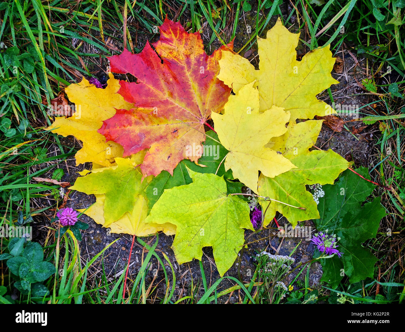 Colorful maple leaves hi-res stock photography and images - Alamy